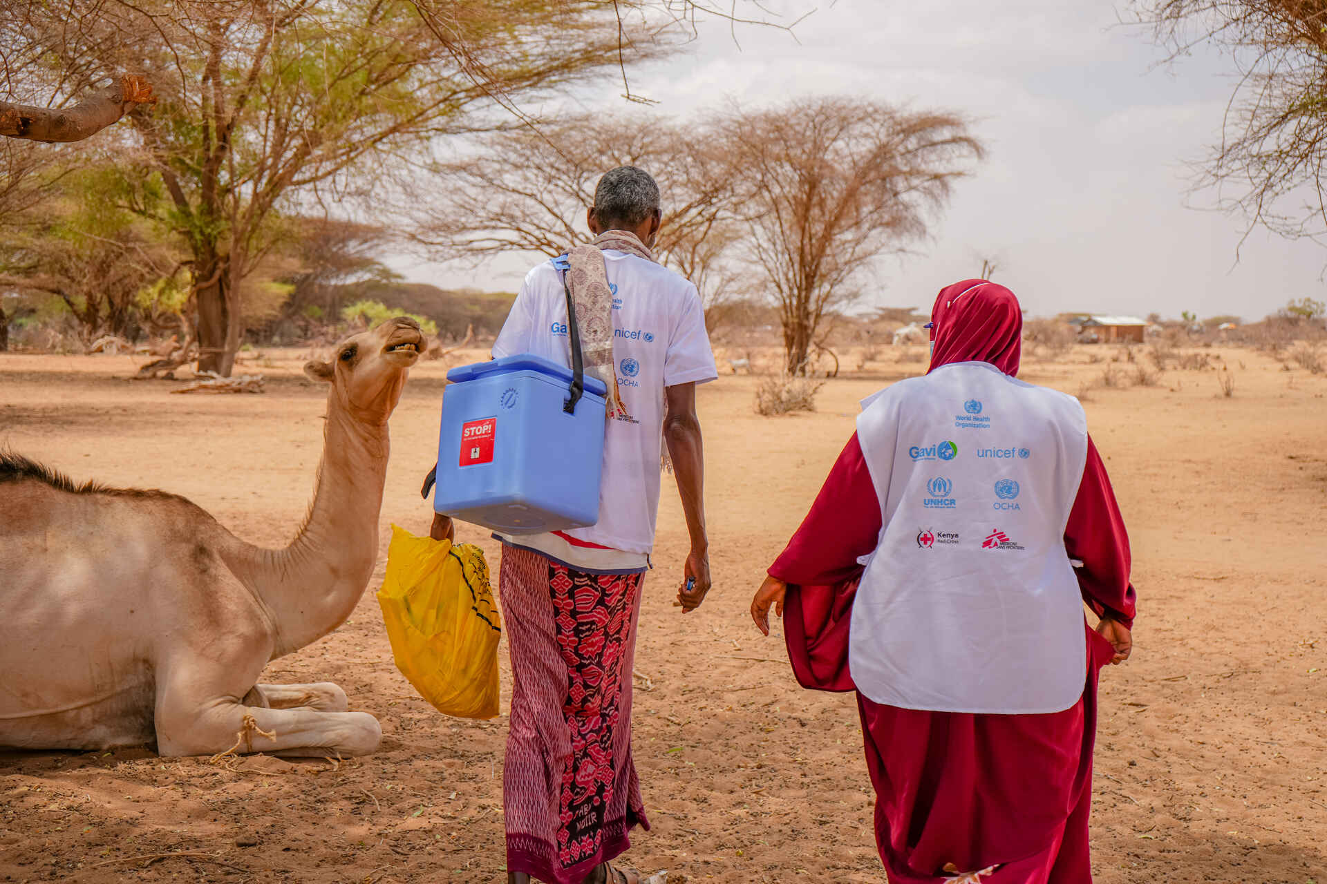 Two woman carrying vaccines, seen from the back walking past a resting dromedary