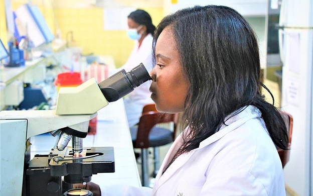 A laboratory technician reads a Gram stain.