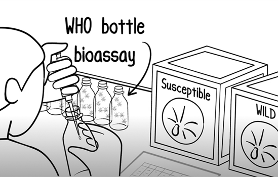 Illustration for the updated WHO guidance for monitoring resistance in mosquito vectors