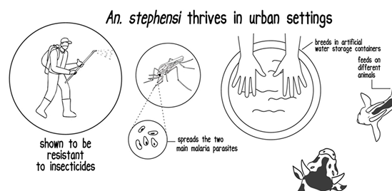 Illustration of video on An stephensi