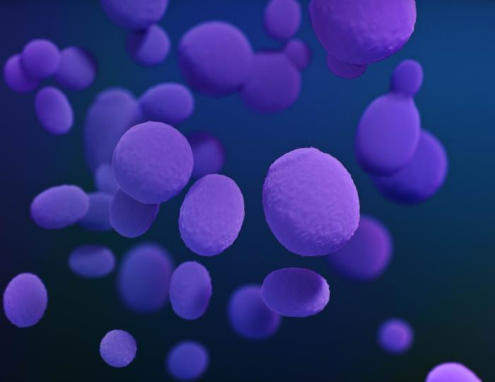 Modules-image-candidaspp Medical illustration of Candida sp. fungal organisms