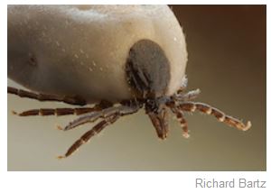 immunization-is-the-best-protection-against-tick-borne