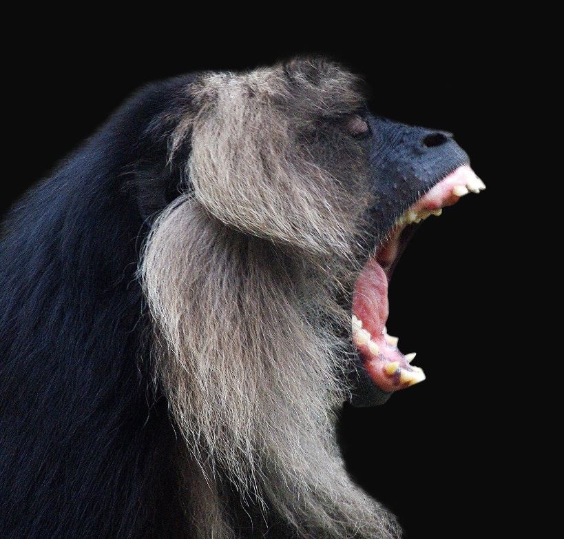 Episode 15 - Monkeys and yellow fever Monkeys and yellow fever