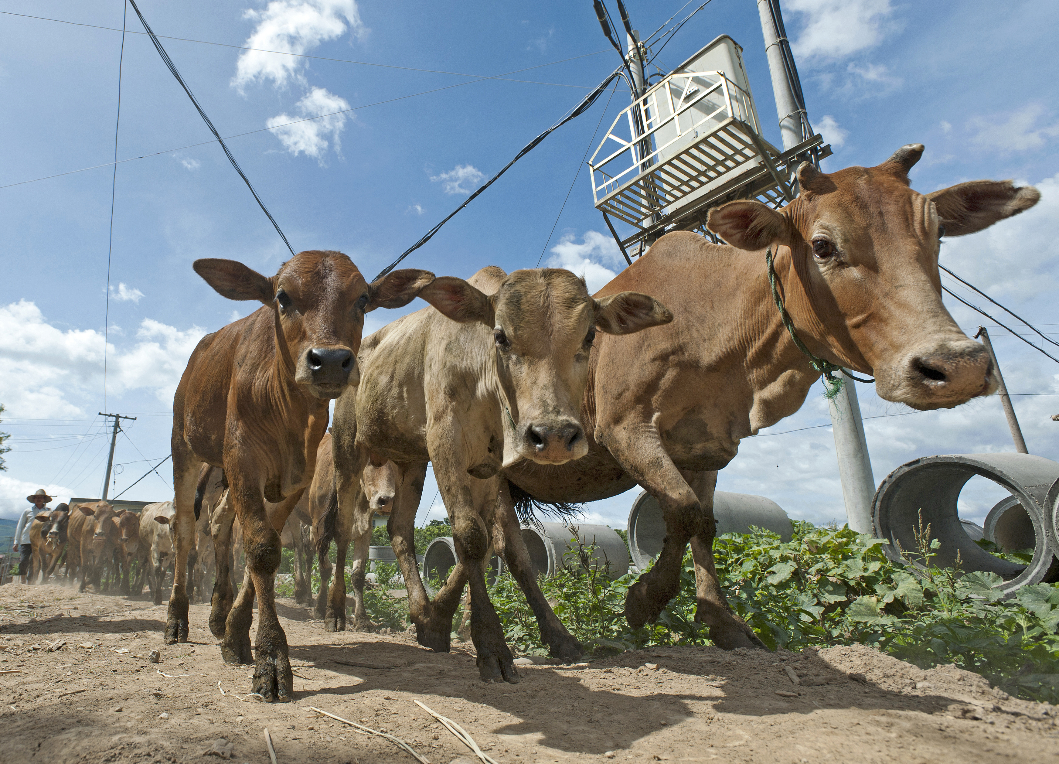 cow farmer cattle china