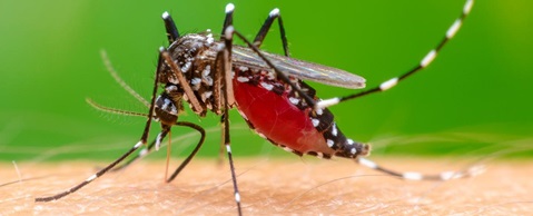 Update 87: Chikungunya: Experiences from the current response to the outbreak in the Americas