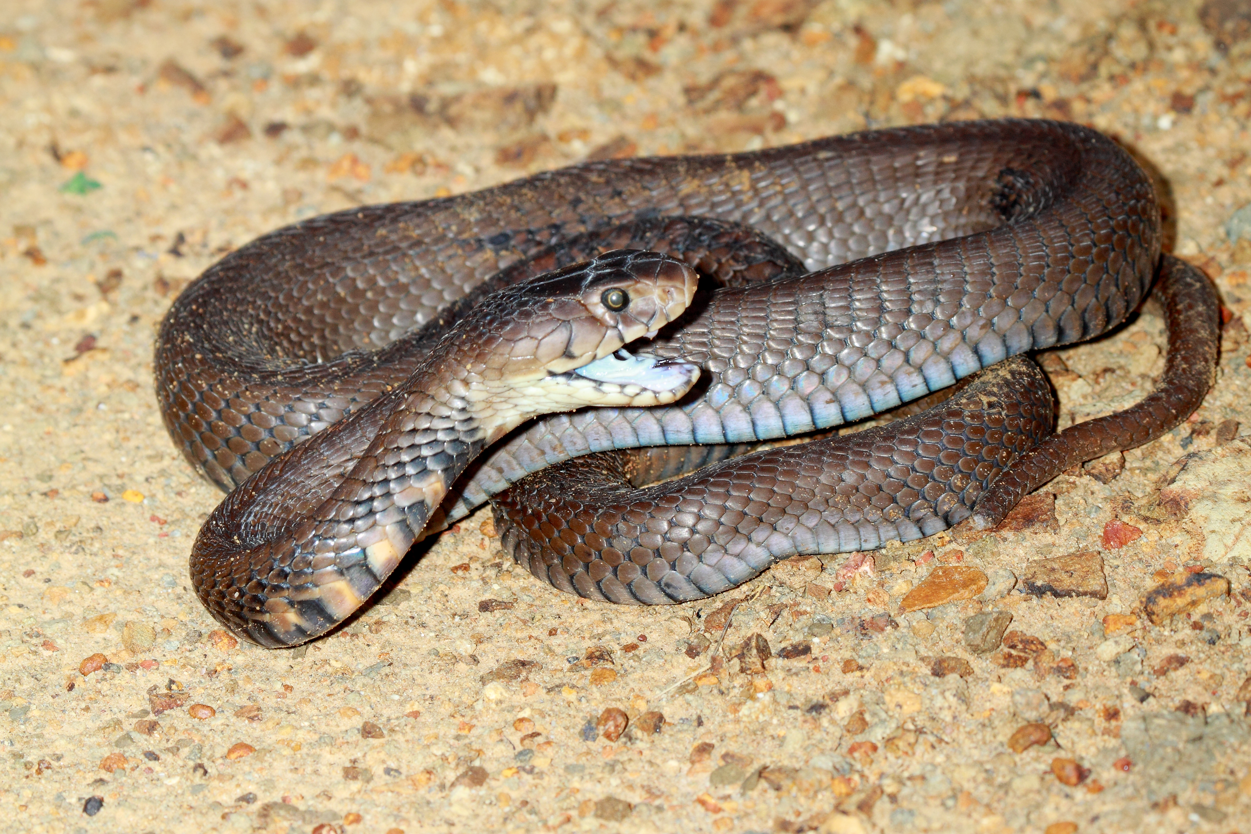Snake envenoming 1