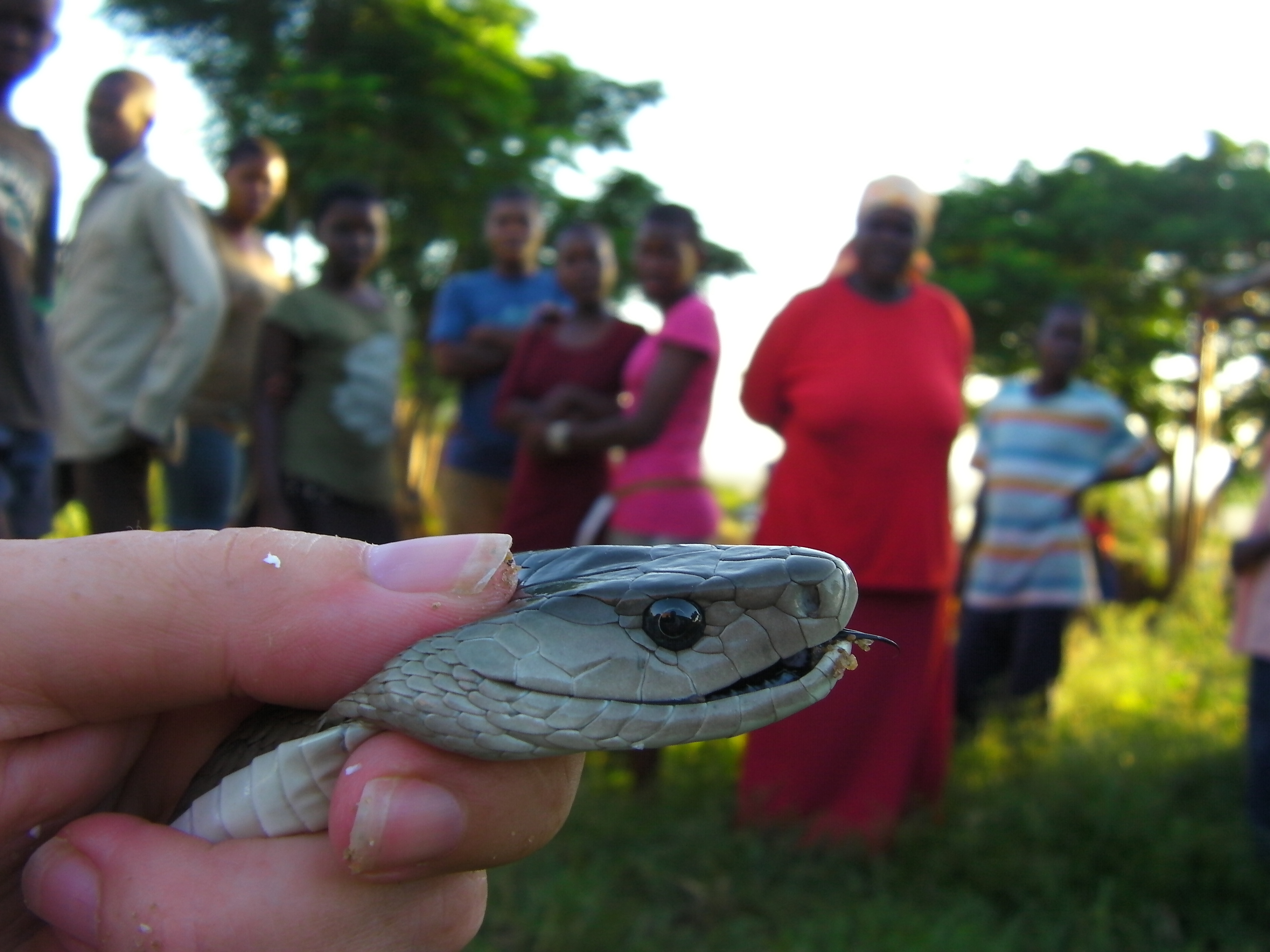 Snake envenoming 2