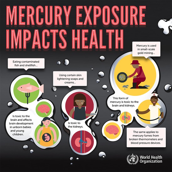 mercury exposure impacts health_en