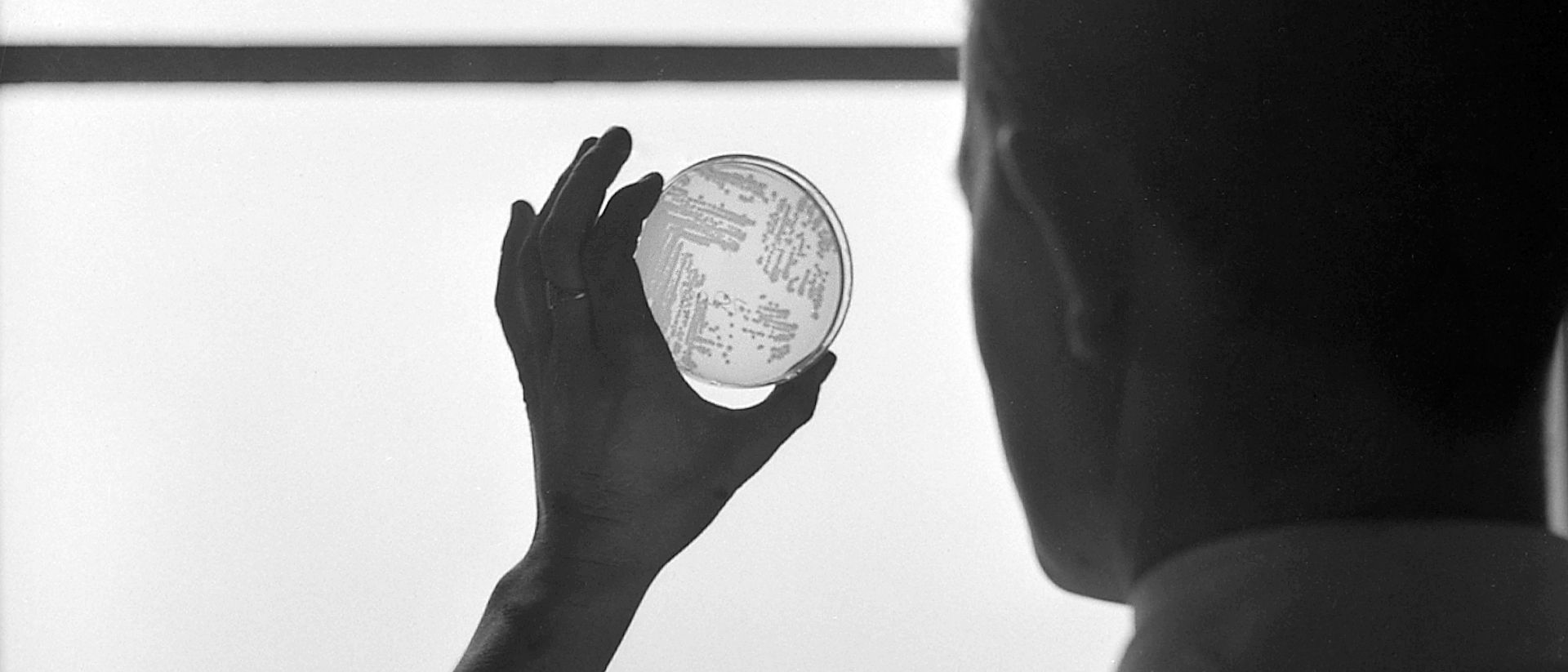 Bacteria culture influenza 1953 A laboratory technician is examinating a bacteria culture holding it up against a window.
