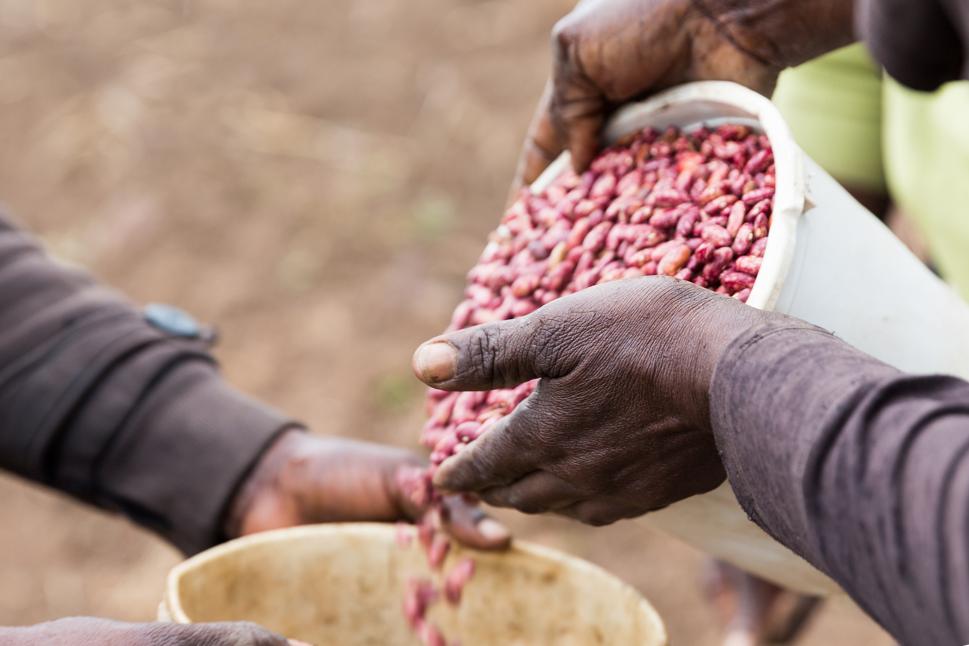 Agricultor de una explotación sin tabaco del condado de Migori (Kenya)