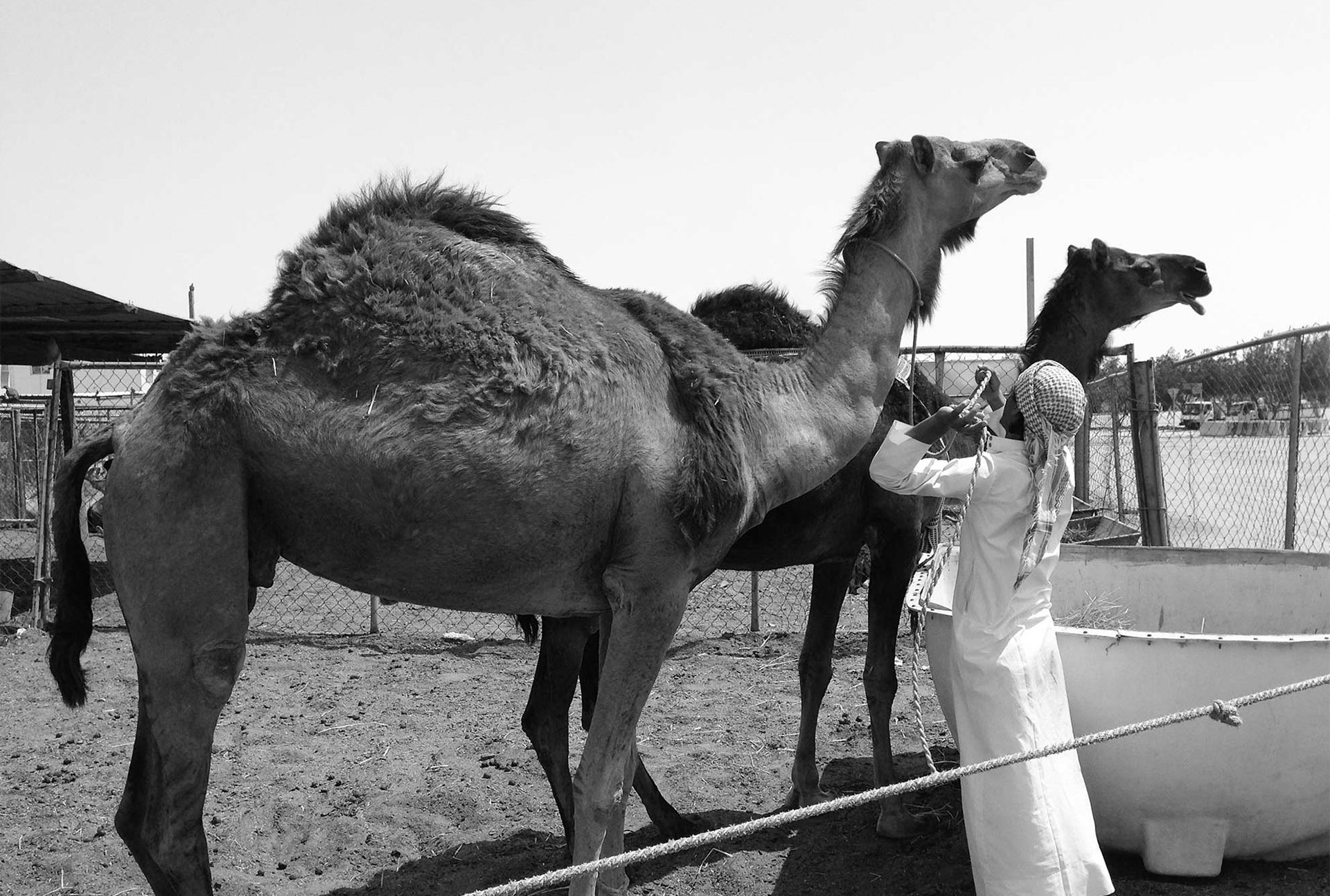 Middle East respiratory syndrome coronavirus and the risk to Europe
